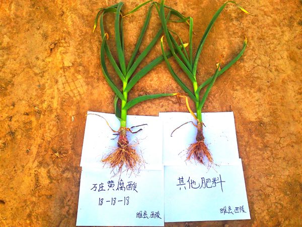 睢县大蒜示范田契株对比